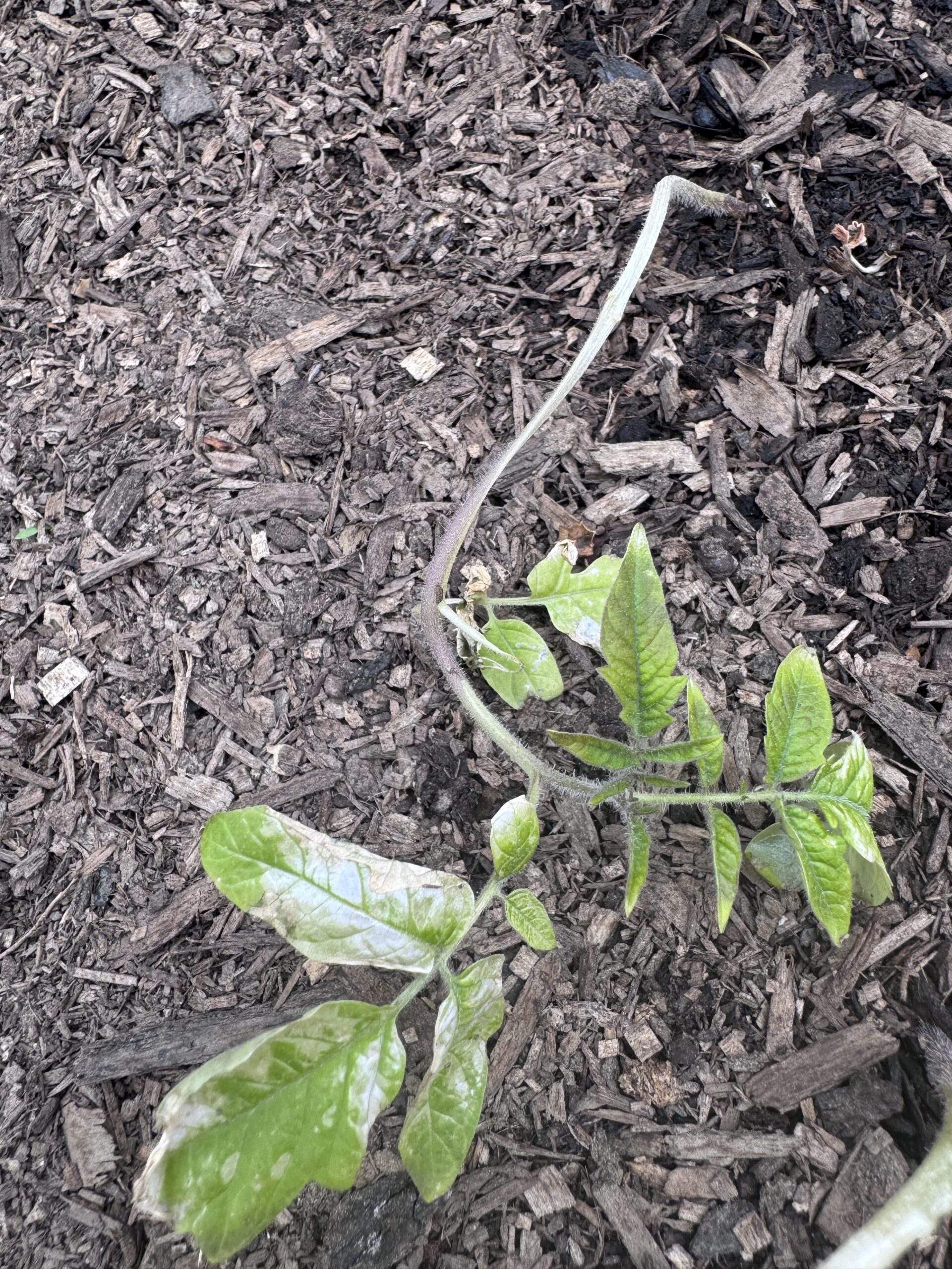 Gardening Mistakes